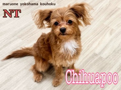 【 MIX犬 】個性が光る！チワプーちゃん小さめに成長した7ヶ月半の今をご紹介