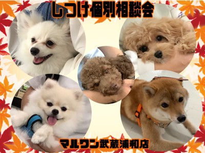 【 しつけ個別相談会 】愛犬との絆の結び方レクチャーとお悩み相談！