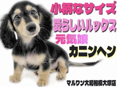 【 カニンヘン・ダックスフント 】生後3ヶ月の元気娘！小柄で可愛く飼いやすい！