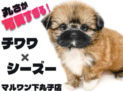 【 MIX 】チワワとシーズーを両親に持つ最強の癒し犬！丸みが可愛いチワズー現る