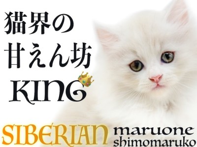 【 サイベリアン 】クリームカラーの様に甘い性格で懐っこさも猫界随一の甘えん坊！