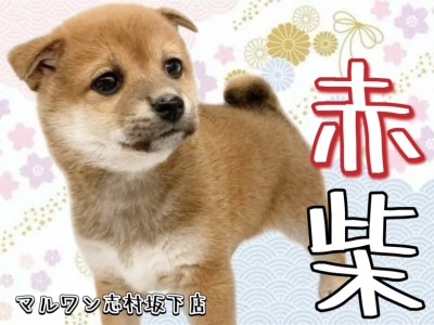 【 柴犬 】上品な風格漂うこれぞ大和撫子美人！和犬を代表する赤柴ちゃん！