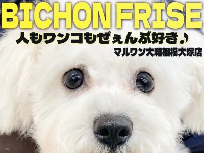 【 ビションフリーゼ 】アフロ犬の成長記録！人や犬が大好きでフレンドリーな女の子