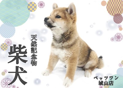 【 柴犬 】ほのぼのしたのんびり屋さん、注目度No.1柴ちゃんの登場です！