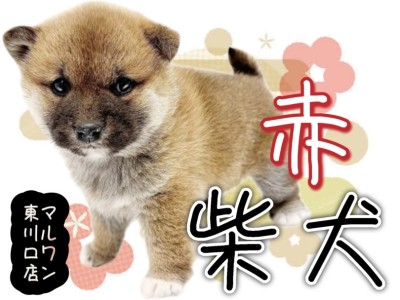 【 柴犬 】日本犬の代表格赤柴！賢くまったりとした癒しのむっちりクマ系女子