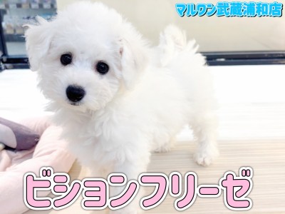 【 ビションフリーゼ 】ぬいぐるみのような癒し効果抜群の白い天使が埼玉に登場