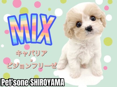 【 MIX 】SNSでも話題のMIX犬種！温厚で可愛いキャバションちゃん