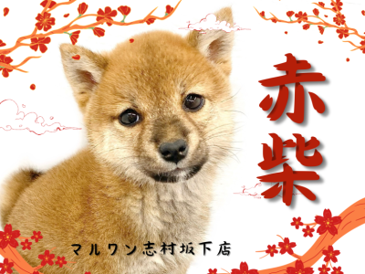 【 柴犬 】穏やかな性格で誰もが癒される。癒し要素満載の赤柴ちゃんが仲間入り！