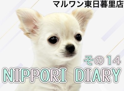 【 NIPPORI DIARY その14 】チワワちゃんの垂れていた耳が立った！