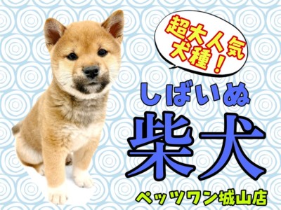 【 柴犬 】愛嬌たっぷり！ムッチリBODYが愛らしい競争率高めの柴犬登場！