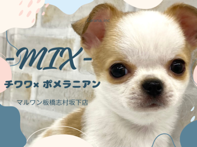 【 チワポメ 】レアMIX！あどけない顔が母性心を擽るチワポメちゃんが仲間入り！