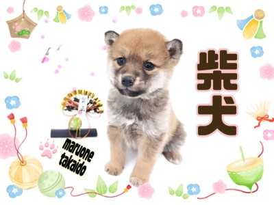 【 柴犬 】小柄なムチっとボディが魅力的！子熊のような甘えん坊柴がやって来た！