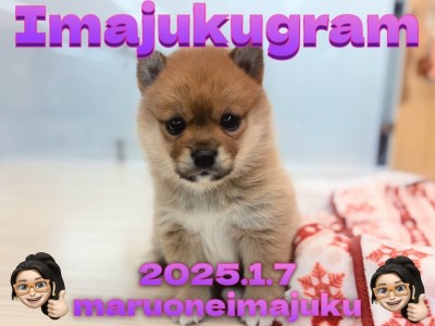 【 イマジュクグラム 】白い靴下を履いたポメラニアンと柴犬のレアMIX犬登場！