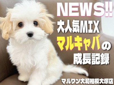 【 マルキャバ 】毛色は？サイズは？性格は？大人気MIXの現在の姿をお届け！