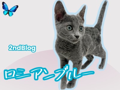 【 ロシアンブルー 】ルックスも性格も魅力的！生後3ヶ月半を迎えた超美猫！