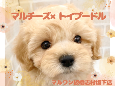 【 マルプー 】大人気のミックス犬をご紹介！可愛すぎるマルプーちゃんが仲間入り！