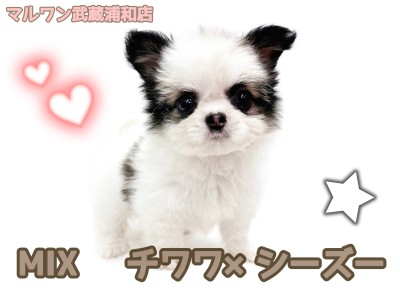 【 チワシーズー 】チワワとシーズーの最強MIX！パーティカラーの女の子が登場！