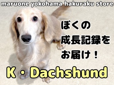 【 カニンヘンダックスフント 】絶賛トレーニング中なぼくの成長記録をお届け！