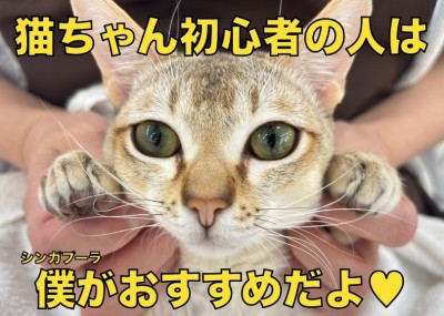 【 シンガプーラ 】初めての猫ちゃん生活に超オススメ！最高に仕上がった性格の男の子！