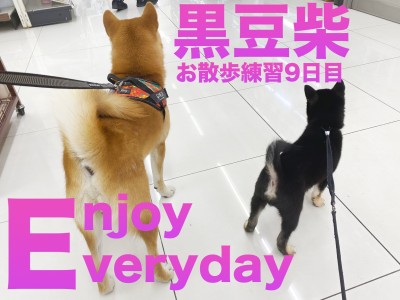 【 豆柴 】お散歩デビューして9日目！毎日勉強しながら成長中！！