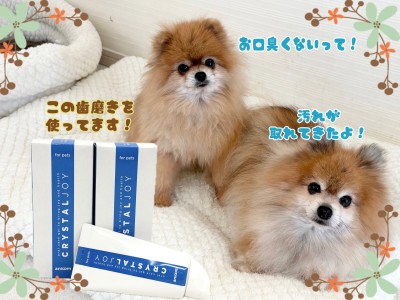 【 クリスタルJOY 】歯磨きチャレンジ！経過報告です！