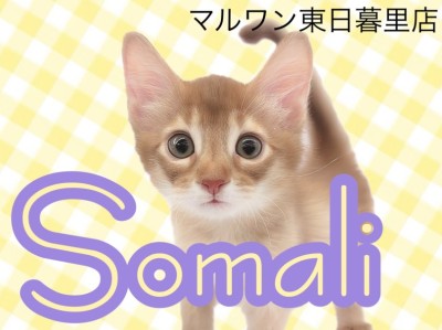 【 ソマリ 】鮮やかレッドカラーの超甘えん坊！子ライオンのような子猫ちゃん