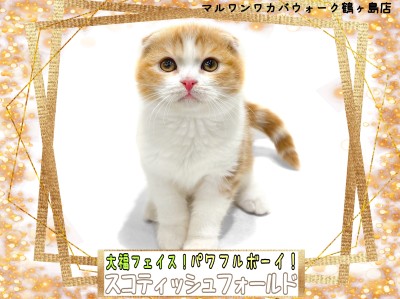 【 スコティッシュフォールド 】大福フェイスのパワフルボーイなスコちゃん！