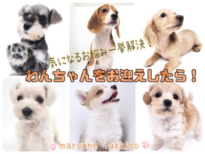 【 お迎え後のポイント紹介 子犬編 】気になるお悩み一挙解決！