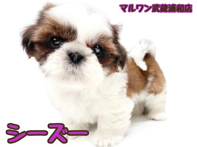 【 シーズー 】大きな瞳と長いまつ毛が可愛い心優しい女の子が埼玉浦和に登場！