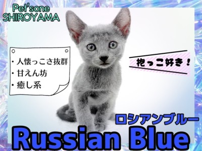 【 ロシアンブルー 】抱っこ大好きな甘えん坊！超可愛い癒し系にゃんこ