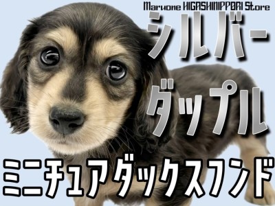 【 ミニチュアダックス 】シルバーダップルのモダンなイケメンが仲間入り！