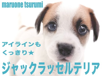 【 ジャックラッセルテリア 】明るく活発で遊ぶのが大好きな男の子！！