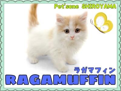 【 ラガマフィン 】初日からゴロゴロ猫エンジン全開！とっても甘えん坊なラガちゃん