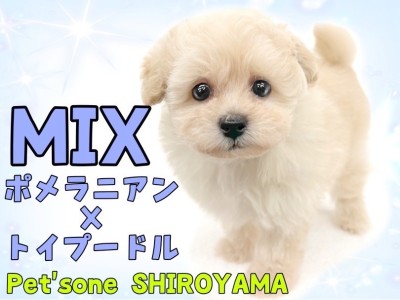 【 MIX 】見てるだけで癒される！最強に可愛いポメプーちゃん降臨