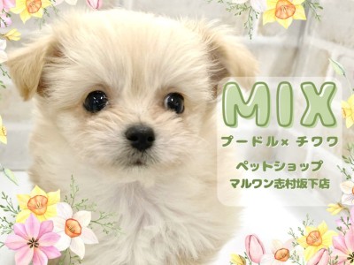 【 プーチワ 】上目遣いでみんなの心を鷲掴み！最強遺伝子のMIX犬が板橋に登場！