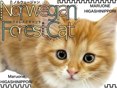 【 ノルウェージャン 】妖精どころじゃない！森の女神のような美猫の女の子が登場！
