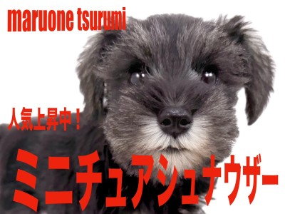【 ミニチュア・シュナウザー 】パパはJKCのJrチャンピオンの愛らしい女の子！