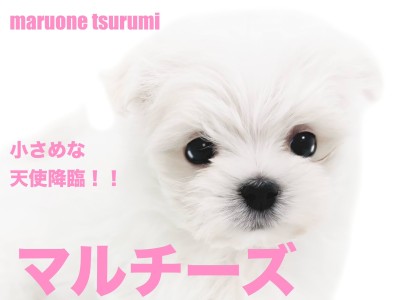 【 マルチーズ 】こぶりな純白の天使がやってきました！
