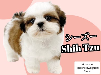 【 シーズー 】の魅力｜初心者向け・抜け毛少ない魅力たっぷりな人気犬種を紹介！