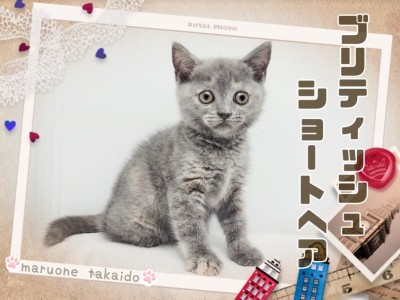 【 ブリティッシュショートヘア 】唯一無二の存在感！サビ猫みたいな珍しいカラー！