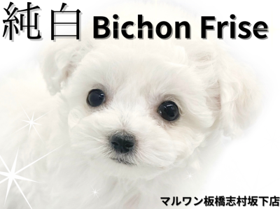 【 ビションフリーゼ 】全身純白！皆の心を鷲掴みにするビションちゃんが新入店！