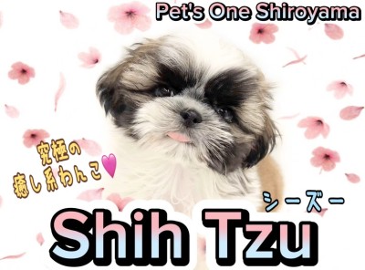 【 シーズー 】夢中になること間違いなし！目が離せないシーズーちゃんの登場