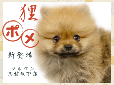 【 ポメラニアン 】オレンジセーブルのたぬき顔ポメちゃんが志村坂下店に登場！！！