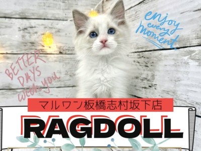 【 ラグドール 】吸い込まれるような青い瞳！志村坂下店のラグちゃんの魅力をお届け