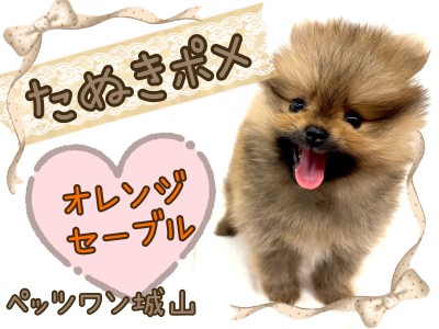 【 ポメラニアン 】人気上昇中！オレンジセーブルのたぬき顔ポメ！