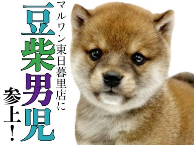 【 豆柴 】ころんとしたフォルムに魅力がギュッと詰まったこぐま系男子！