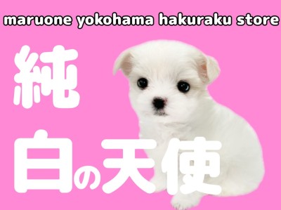 【 マルチーズ 】両親体重2kg台！小さめサイズの甘え上手な女の子！