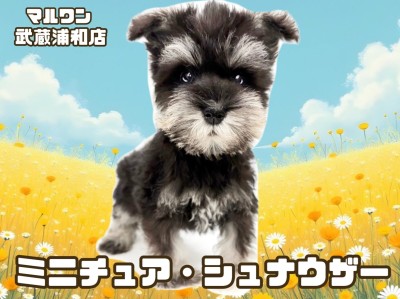 【 ミニチュア・シュナウザー 】抜け毛が少ないブラック＆シルバーの女の子！