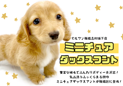 【 ミニチュアダックスフント 】最上級の甘え方を熟知したダックスちゃんが入店！