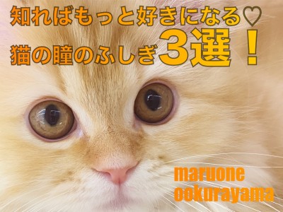 【猫の目】たくさんの秘密あり！？ 知ればもっと好きになる、猫の瞳のふしぎ3選！